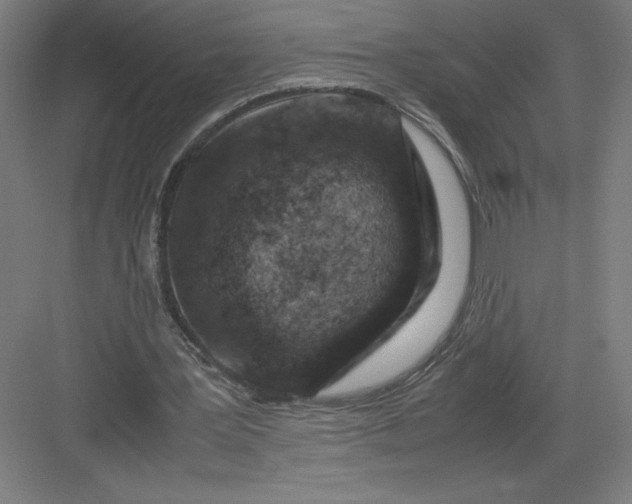 X0000082990387200702160029