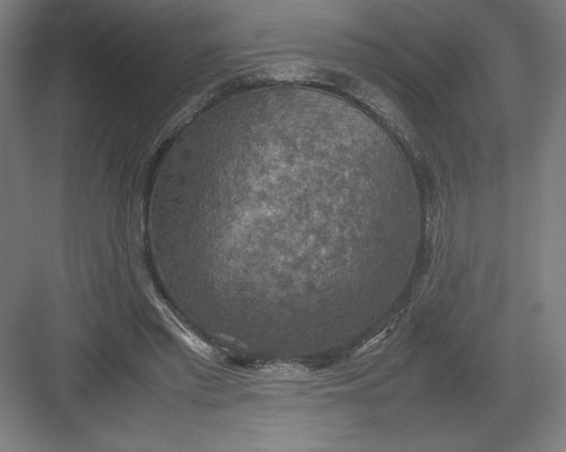 X0000082990397200702160029