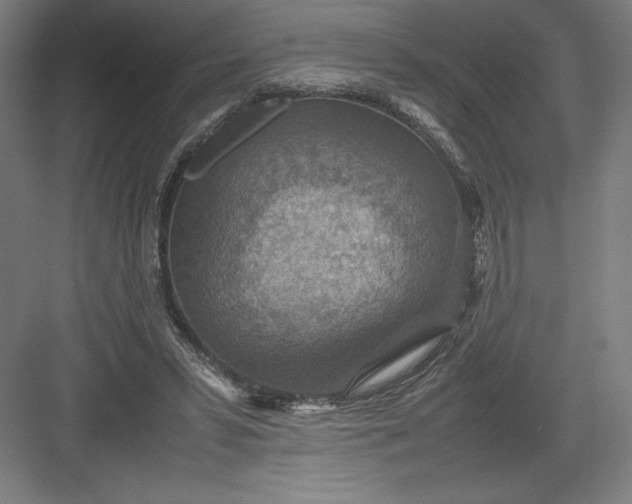 X0000082990399200702160029