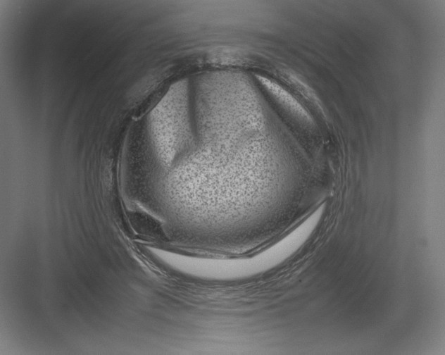 X0000082990401200702160029