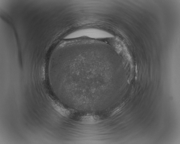 X0000082990404200702160029