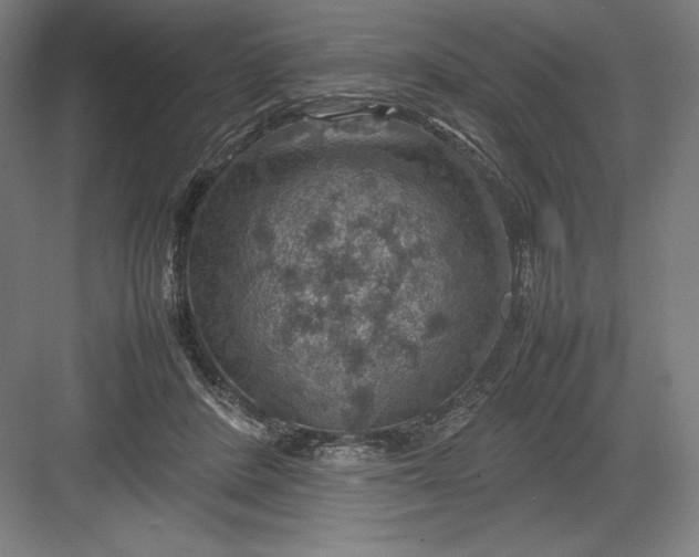 X0000082990408200702160029