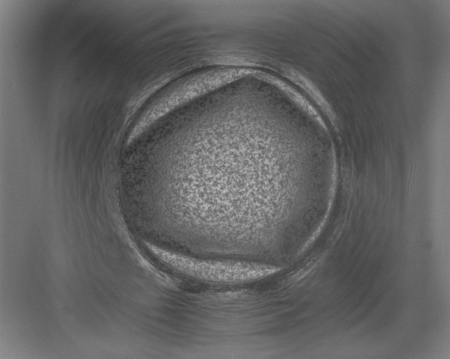 X0000082990433200702160027