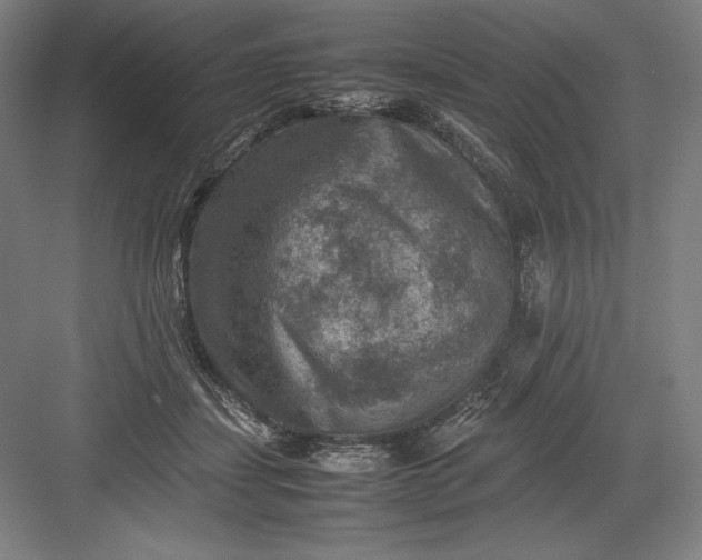 X0000082990459200702160028