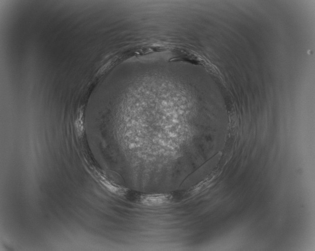 X0000082990479200702160028