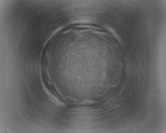 X0000082990482200702160027