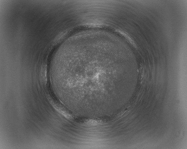 X0000082990494200702160027