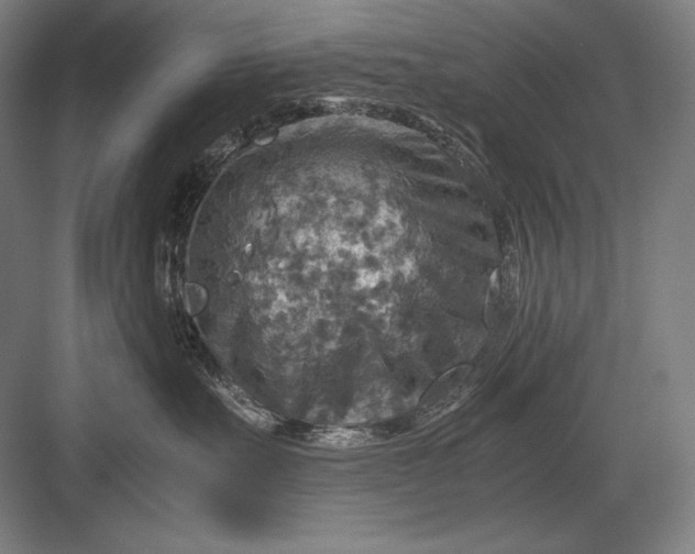 X0000082990527200702160027