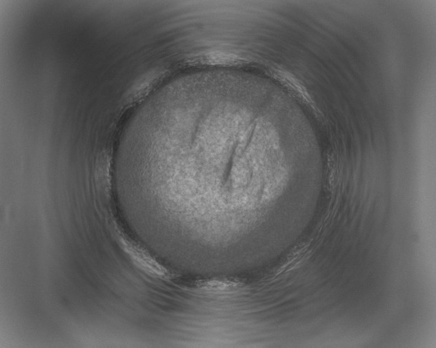 X0000082990542200702160026