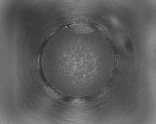 X0000082990550200702160026