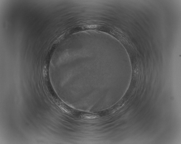 X0000082990555200702160026