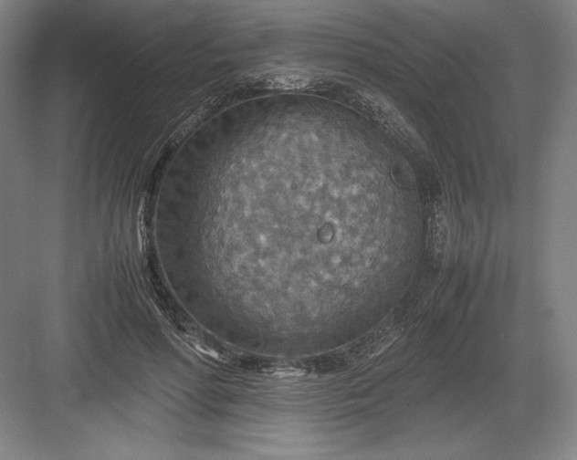 X0000082990598200702160025