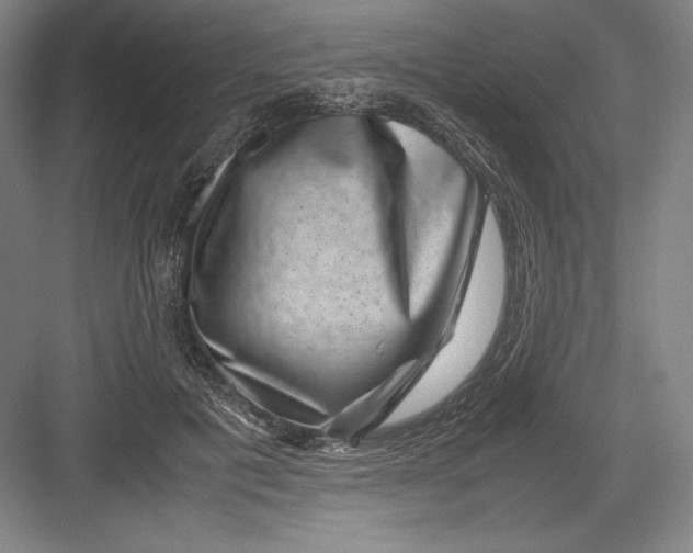 X0000082990601200702160025