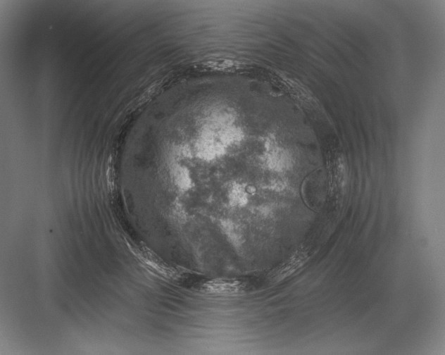 X0000082990606200702160025