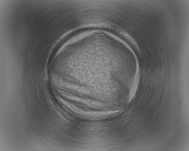 X0000082990628200702160024