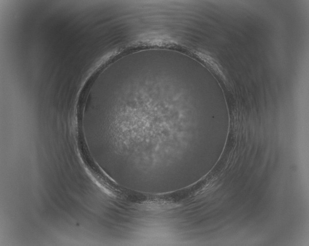 X0000082990630200702160024