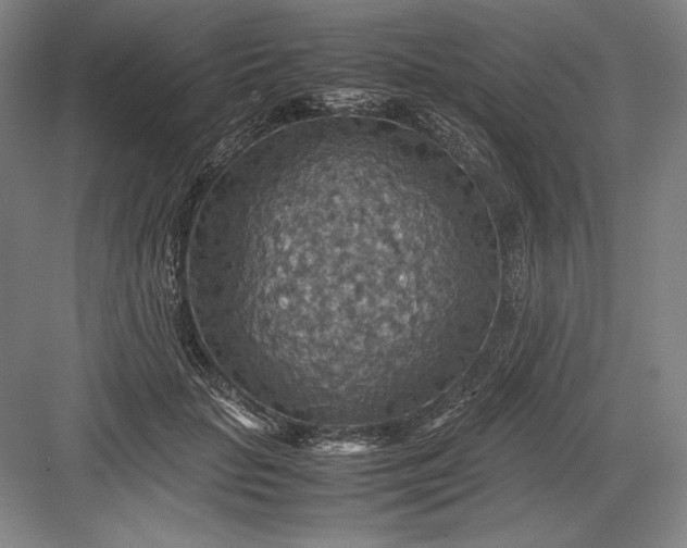 X0000082990653200702160025