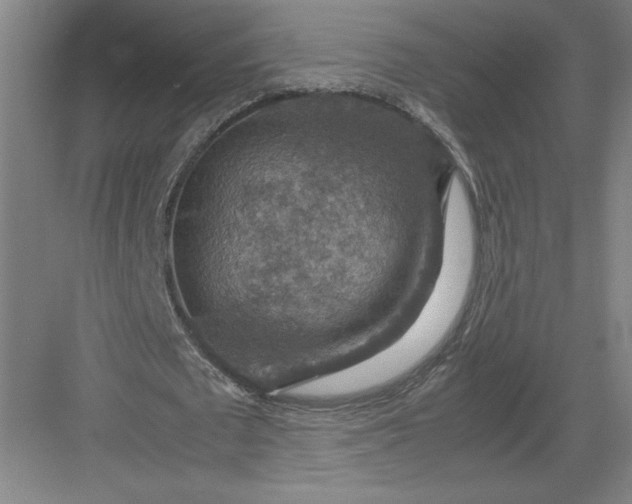 X0000082990673200702160024