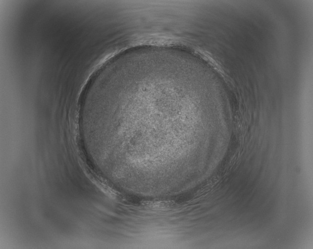 X0000082990679200702160024