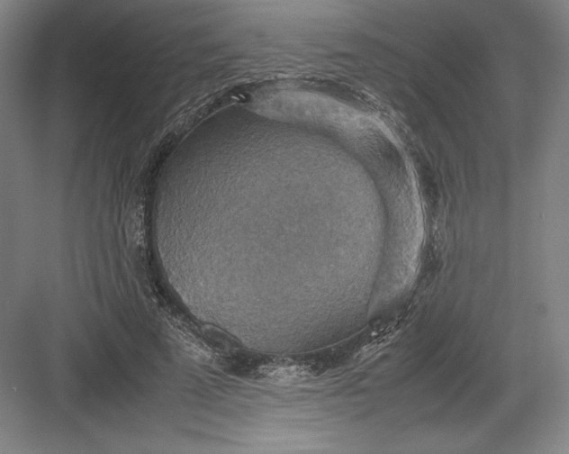 X0000082990689200702160024