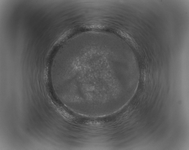 X0000082990735200702160023