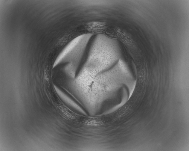 X0000082990755200702160023