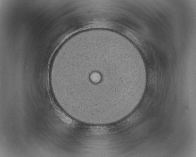 X0000082990836200702160021