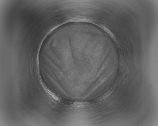 X0000082990840200702160021