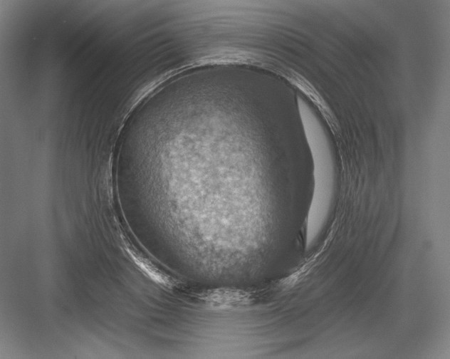 X0000082990842200702160021