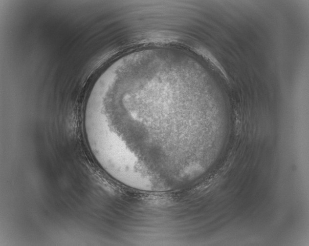 X0000082990874200702160021