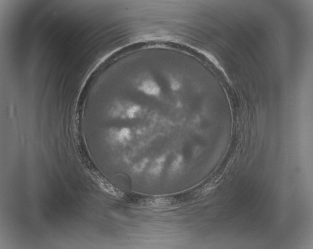 X0000082990879200702160021