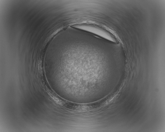 X0000082990881200702160021