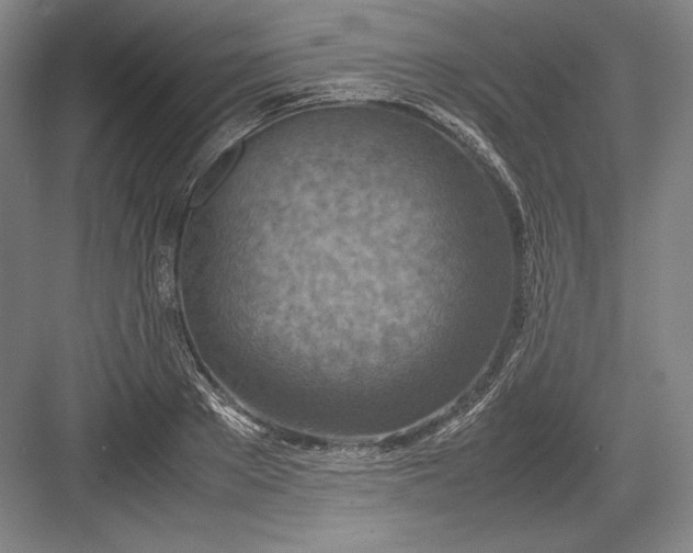 X0000082990889200702160021