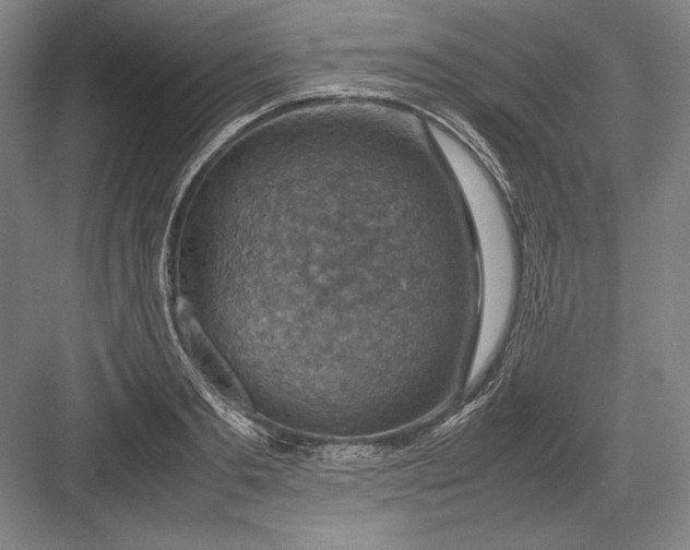 X0000082990893200702160020