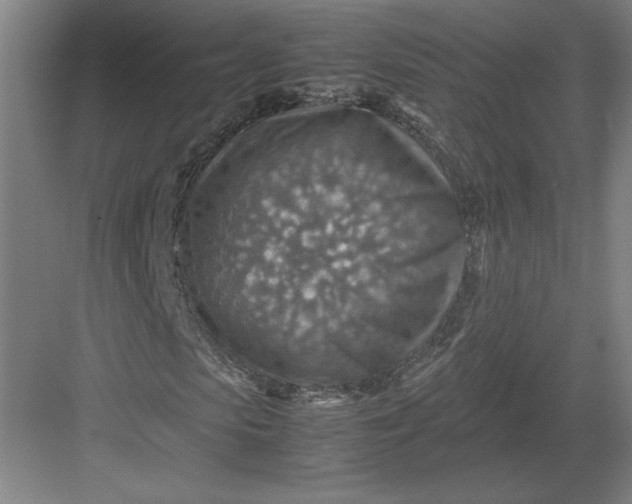 X0000082990913200702160019