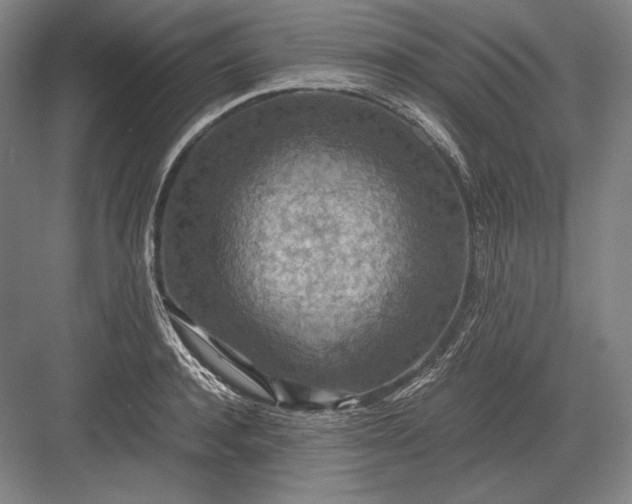 X0000082990944200702160020