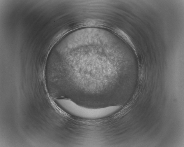 X0000082990946200702160020