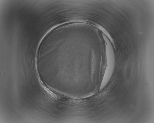 X0000082990955200702160020