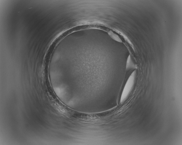 X0000082990975200702160019