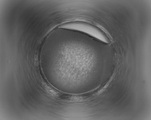 X0000082990977200702160019