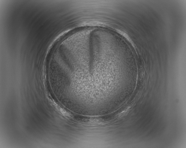 X0000082990979200702160019