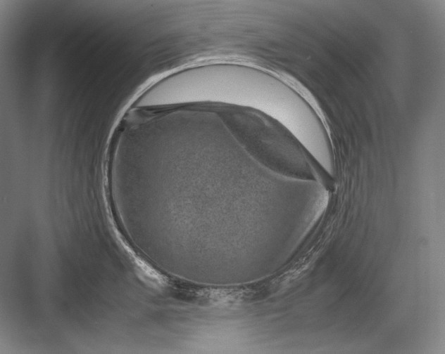 X0000082991005200702160019