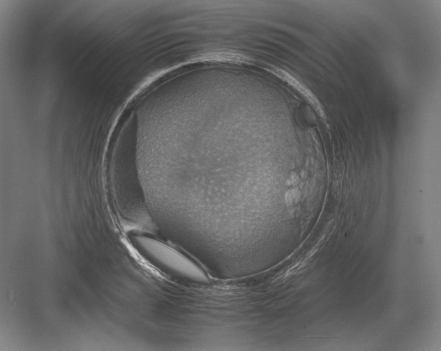 X0000082991037200702160018