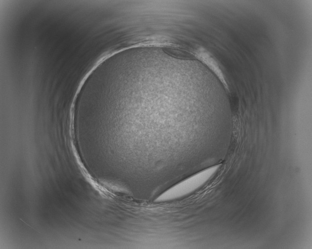 X0000082991099200702160017