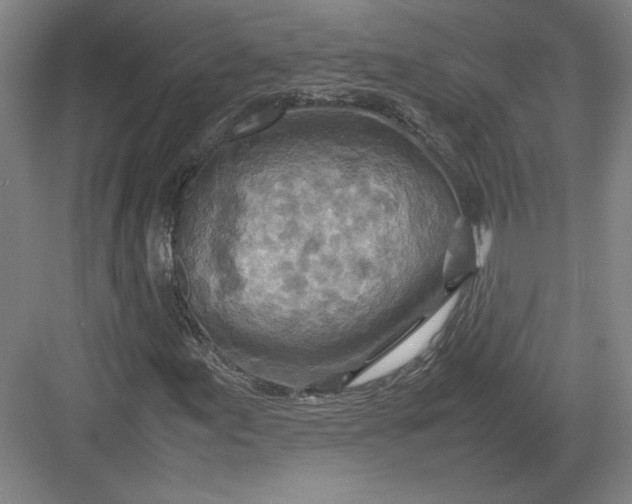 X0000082991155200702160016