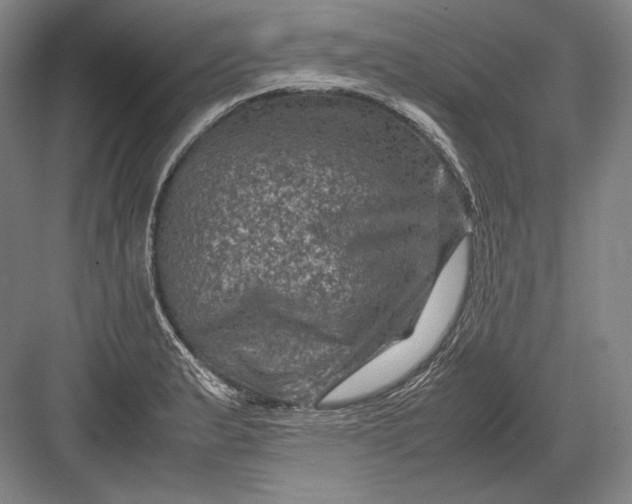 X0000082991183200702160016