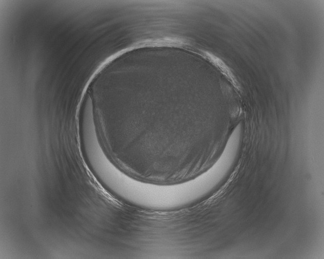 X0000082991184200702160016