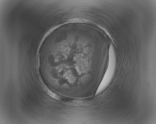 X0000082991371200702160012