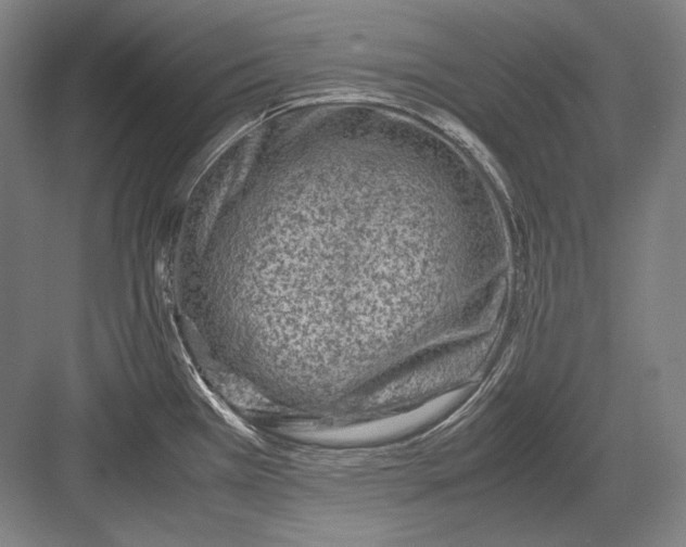 X0000082991385200702160012