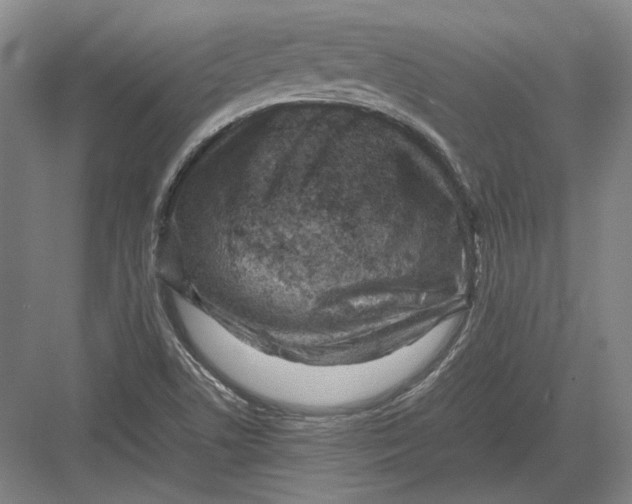 X0000082991506200702160010